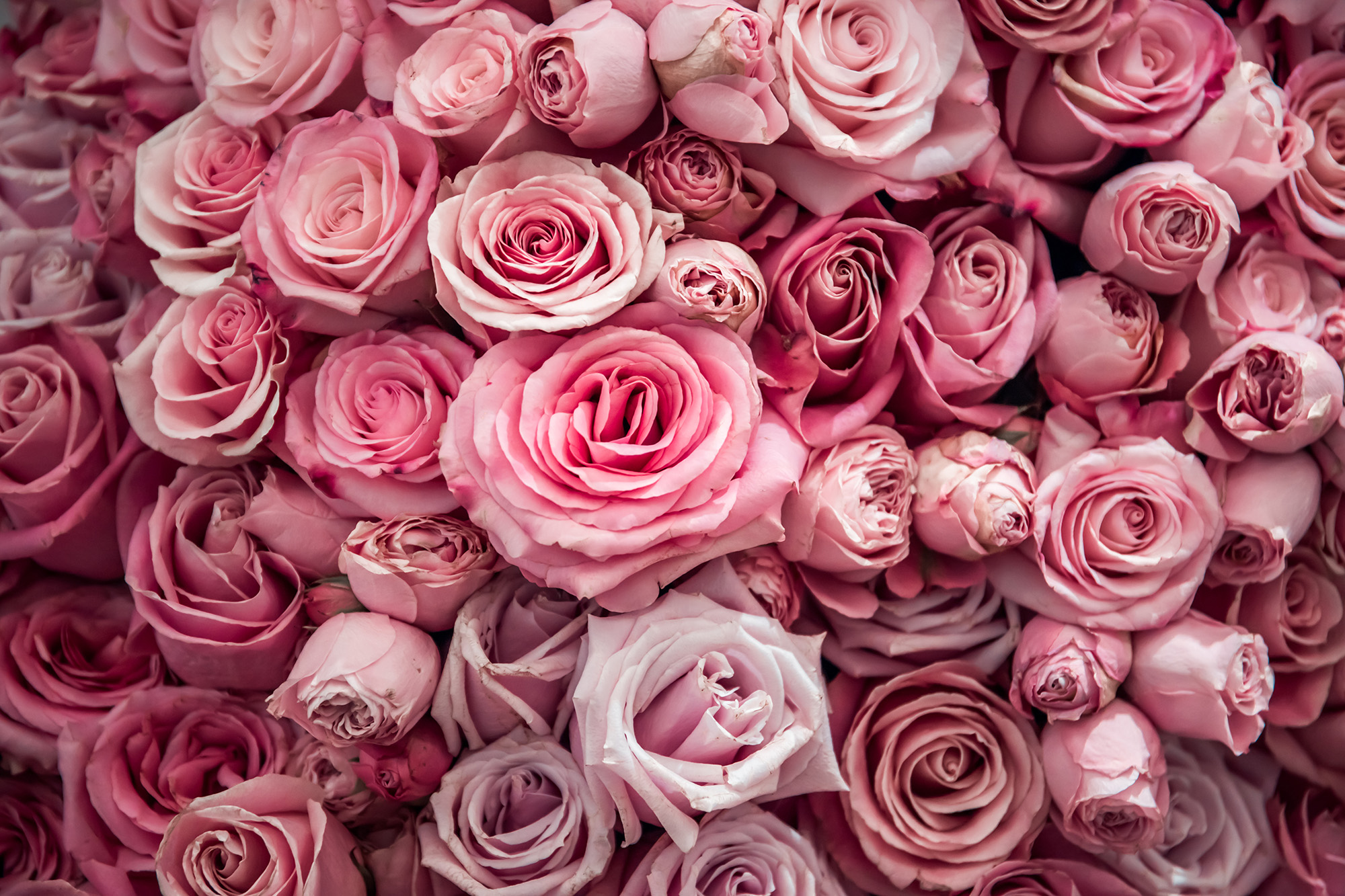 Pflege-Tipps: So bleiben Ihre Rosen länger frisch